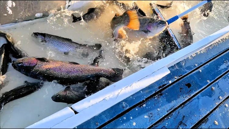 3/9/23 STOCKING TROPHY SIZE TROUT & SIERRA BOWS AT SANTA ANA RIVER LAKES