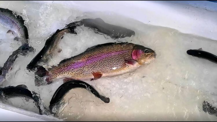 4/6/23 STOCKING TROPHY TROUT & SIERRA BOWS AT SANTA ANA RIVER LAKES