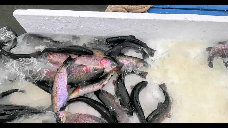 5/11/23 THE LAST TROUT STOCKING OF THE SEASON AT SANTA ANA RIVER LAKES