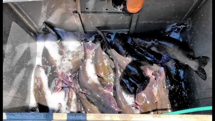 6/29/23 DOUBLE STOCKING – 2 TRUCKS – THOUSANDS STOCKED! ALL BIG CATFISH & TASTY IMPERIAL CATFISH