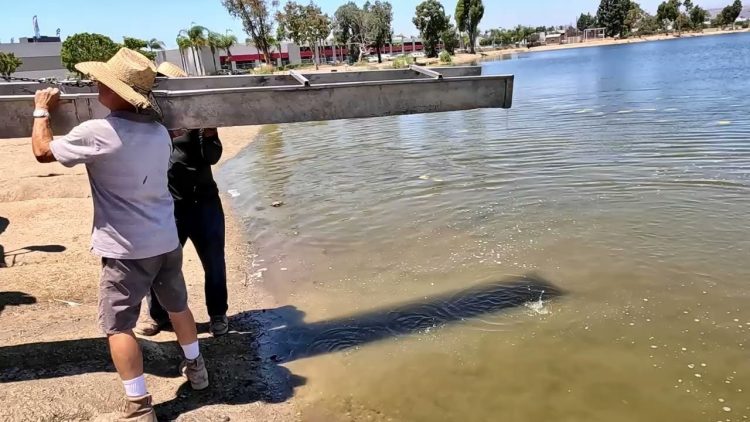 7/13/23 STOCKING IMPERIAL “SILVER” CHANNEL CATFISH AT SANTA ANA RIVER LAKES