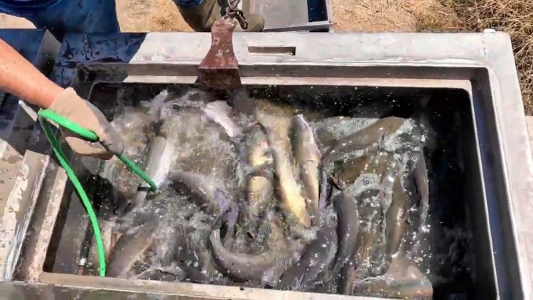 7/20/23 STOCKING BIG TILAPIA & IMPERIAL CATFISH AT SANTA ANA RIVER LAKES