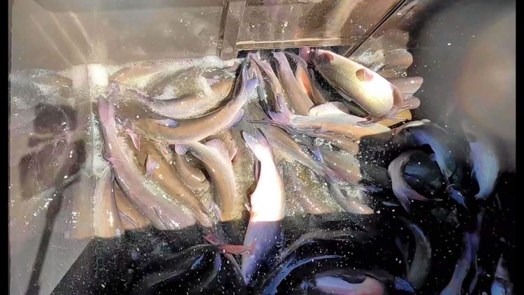 8/17/23 STOCKING CATFISH AT SANTA ANA RIVER LAKES