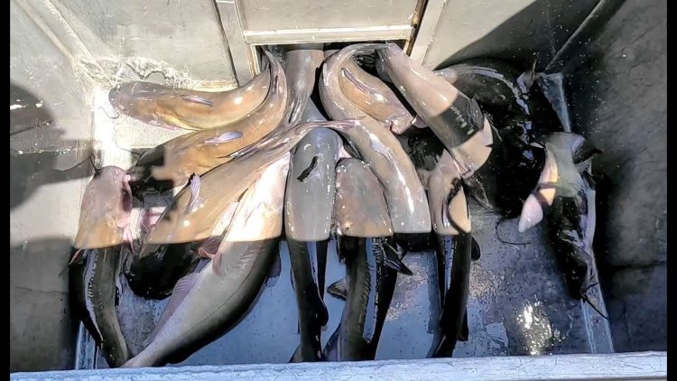 8/3/23 DOUBLE STOCKING – 2 TRUCKS – THOUSANDS STOCKED! ALL BIG CATFISH & TASTY IMPERIAL CATFISH