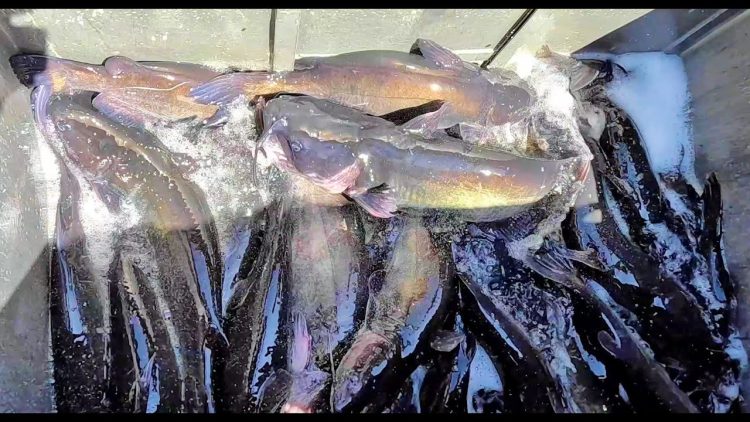 8/31/23 DOUBLE STOCKING – 2 TRUCKS – THOUSANDS STOCKED! ALL BIG CATFISH & TASTY IMPERIAL CATFISH