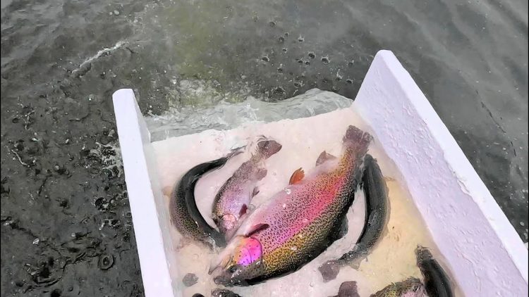 12/7/23 STOCKING BIG TROUT & SIERRABOWS AT SANTA ANA RIVER LAKES