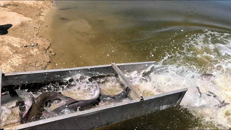 5/9/24 FIRST STOCKING OF CATFISH & TILAPIA AT SANTA ANA RIVER LAKES