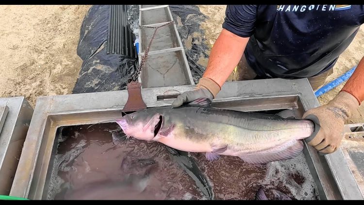 8/1/24 STOCKING BIG CATFISH & TILAPIA AT SANTA ANA RIVER LAKES