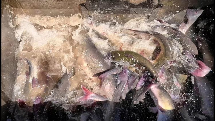 8/15/24 HEAVY STOCKING OF IMPERIAL CATFISH & BIG TILAPIA AT SANTA ANA RIVER LAKES