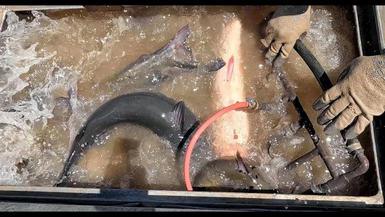 8/22/24 STOCKING BIG IMPERIAL CATFISH AT SANTA ANA RIVER LAKES