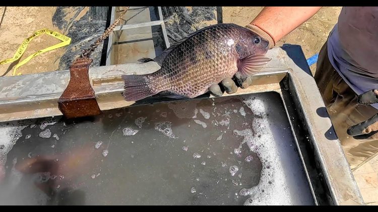 8/29/24 DOUBLE STOCKING THIS WEEK – IMPERIAL CATFISH & BIG TILAPIA AT SANTA ANA RIVER LAKES