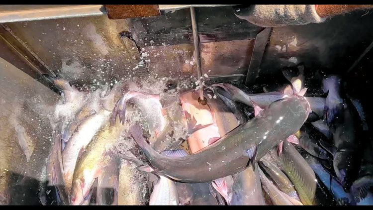 8/8/24 HEAVY STOCKING OF IMPERIAL CATFISH AT SANTA ANA RIVER LAKES