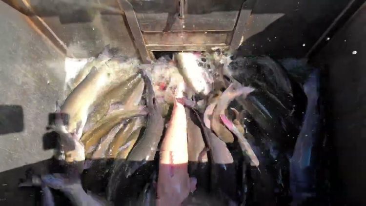 9/12/24 STOCKING BIG IMPERIAL CATFISH AT SANTA ANA RIVER LAKES