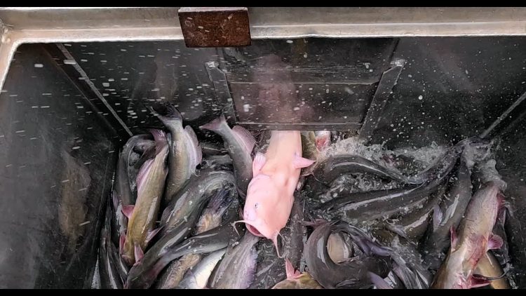 9/19/24 HEAVY STOCKING OF IMPERIAL CATFISH AT SANTA ANA RIVER LAKES