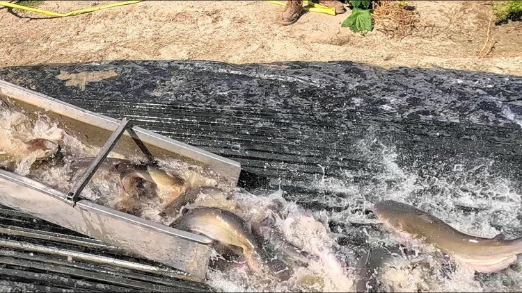 9/26/24 HEAVY STOCKING OF BIG IMPERIAL CATFISH AT SANTA ANA RIVER LAKES