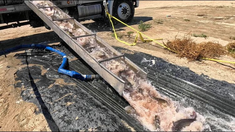 9/5/24 HEAVY STOCKING OF IMPERIAL CATFISH AT SANTA ANA RIVER LAKES