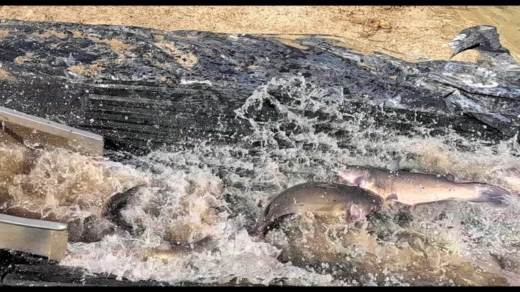 10/10/24 STOCKING BIG & TASTY IMPERIAL CATFISH AT SANTA ANA RIVER LAKES