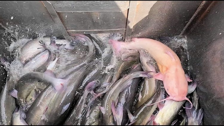 10/17/24 HEAVY STOCKING OF BIG IMPERIAL CATFISH AT SANTA ANA RIVER LAKES