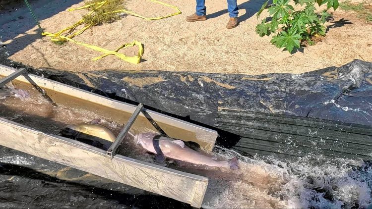 10/24/24 STOCKING BIG IMPERIAL CATFISH AT SANTA ANA RIVER LAKES