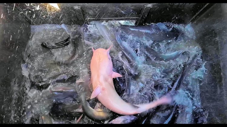 10/31/24 THE LAST CATFISH STOCKING OF THE SEASON AT SANTA ANA RIVER LAKES