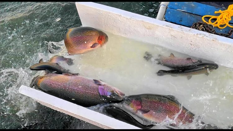 11/21/24 HUGE STOCKING OF BIG TROUT & SIERRA BOWS AT SANTA ANA RIVER LAKES