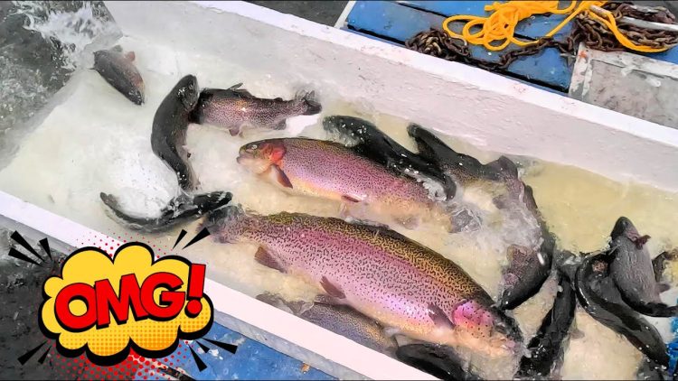 11/27/24 MASSIVE STOCKING OF BIG TROUT & SIERRA BOWS AT SANTA ANA RIVER LAKES