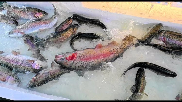 11/7/24 THE FIRST TROUT STOCKING OF THE SEASON AT SANTA ANA RIVER LAKES