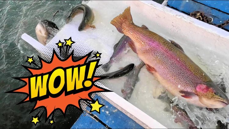 12/12/24 STOCKING 20+ POUND SUPER TROUT, SIERRA BOWS & BIG TROUT AT SANTA ANA RIVER LAKES