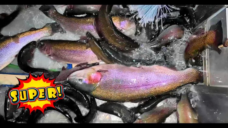 12/24/24 VERY MERRY CHRISTMAS 20+ POUND HUGE SUPER TROUT STOCKING AT SANTA ANA RIVER LAKES