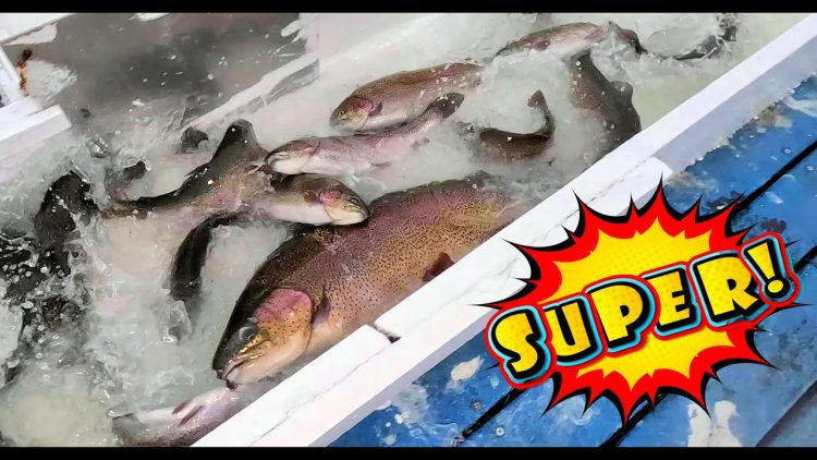 12/5/24 STOCKING SUPER TROUT, SIERRA BOWS & TROPHY TROUT AT SANTA ANA RIVER LAKES