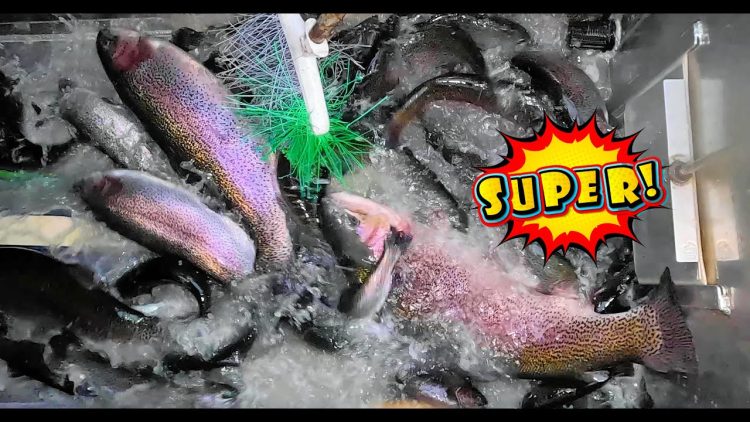 1/16/25 STOCKING SUPER TROUT, SIERRA BOWS & TROPHY TROUT AT SANTA ANA RIVER LAKES