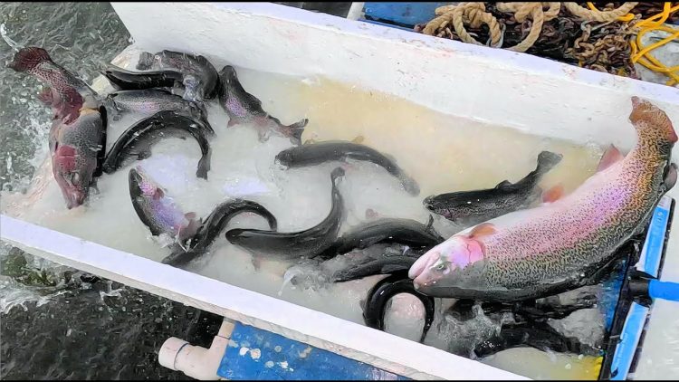 1/23/25 HUGE STOCKING OF BIG TROUT & SIERRA BOWS AT SANTA ANA RIVER LAKES