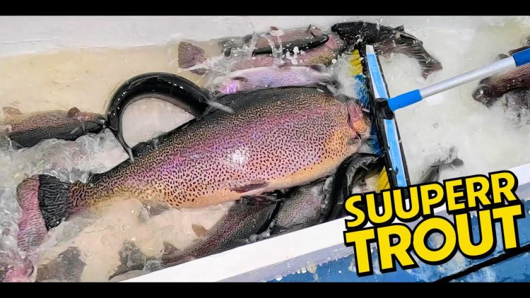 1/30/25 STOCKING 20+ POUND SUPER TROUT, SIERRA BOWS & BIG TROUT AT SANTA ANA RIVER LAKES