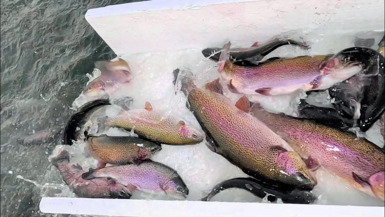 1/9/25 MASSIVE STOCKING OF MT LASSEN TROUT AT SANTA ANA RIVER LAKES