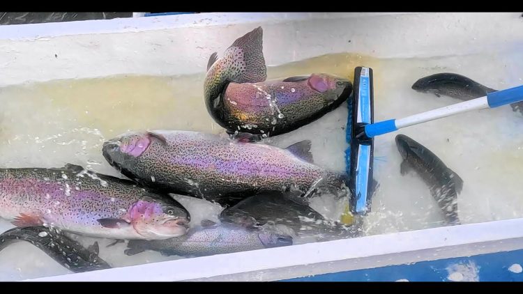 2/20/25 HUGE STOCKING OF BIG TROUT & SIERRA BOWS AT SANTA ANA RIVER LAKES