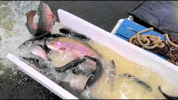 2/6/25 HEAVY TROPHY TROUT STOCKING AT SANTA ANA RIVER LAKES